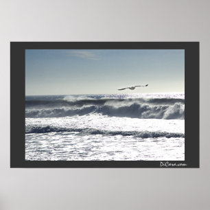 Seagull Surf Poster