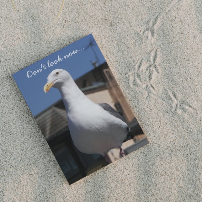 Seagull Surprise Funny Nature Birthday Card (In Situ)