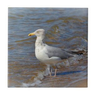 Seagull Tile