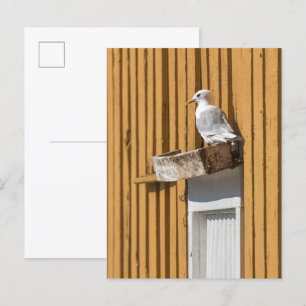 Seagull Travel Photo Invitation Postcard