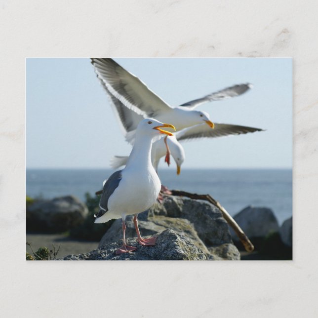 Seagull Trio Postcard (Front)