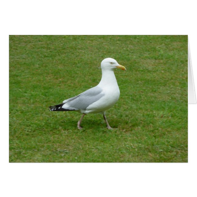 Seagull walking in the Park (Front Horizontal)