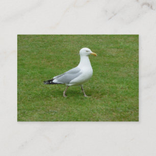Seagull walking in the Park Business Card