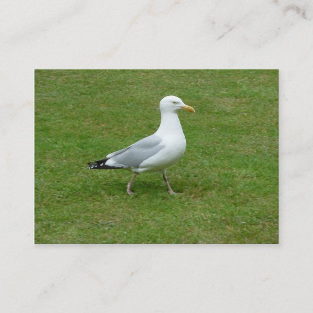 Seagull walking in the Park Business Card (Front)