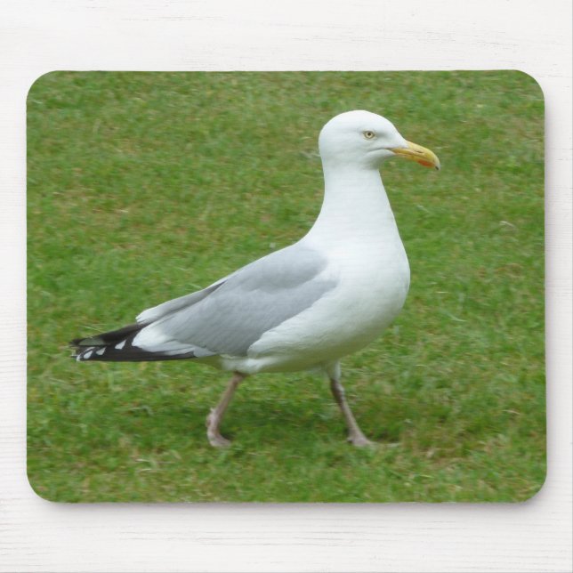 Seagull walking in the Park Mouse Pad (Front)