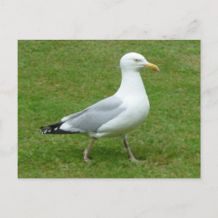 Seagull walking in the Park Postcard