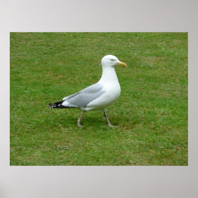 Seagull walking in the Park Poster (Front)