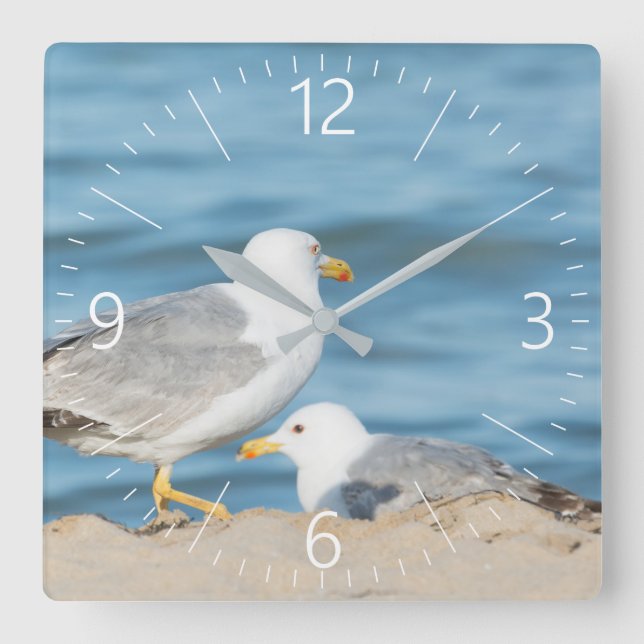 Seagull walking on the beach square wall clock (Front)