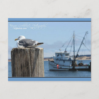 Seagull Watch Postcard