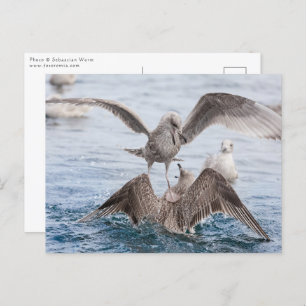 Seagull Wildlife Photo Postcard