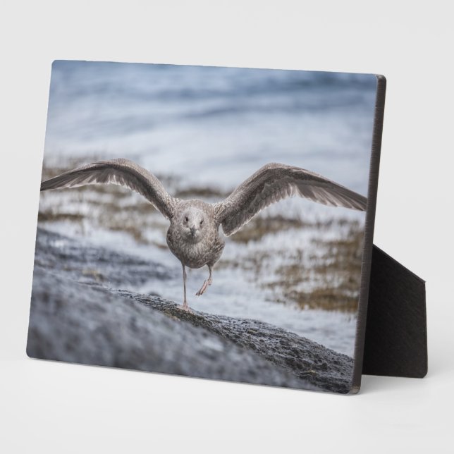 Seagull Wildlife Photo Poster Plaque (Side)
