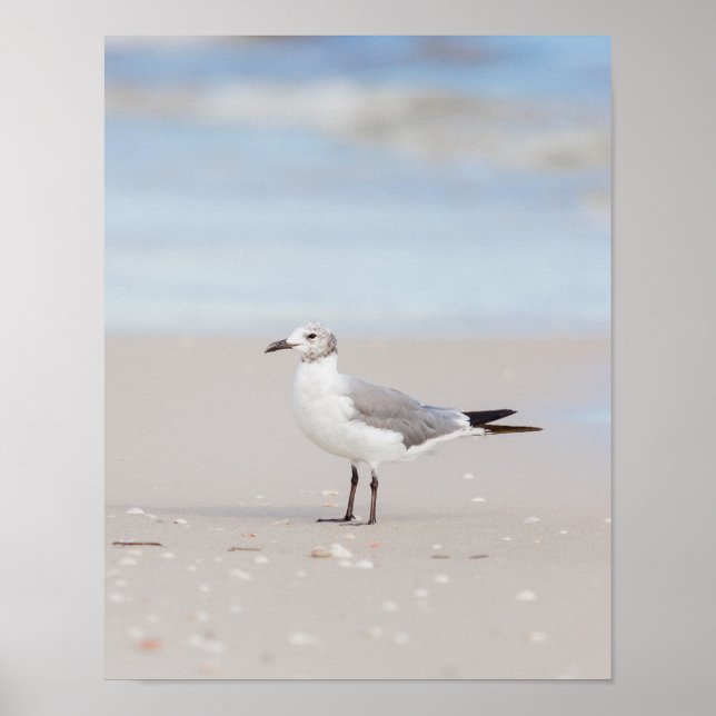 Seagull with Blue Sea and Seashells Poster (Front)