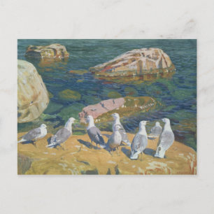Seagulls, 1910 postcard