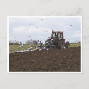Seagulls and tractor postcard