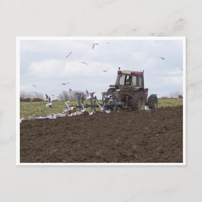 Seagulls and tractor postcard (Front)