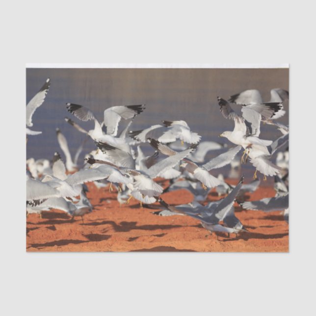 Seagulls Beach Tissue Paper (Front)