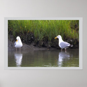 Seagulls by the Water Poster