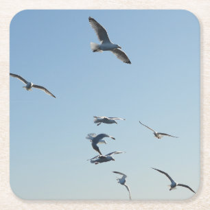 Seagulls Flying Coaster