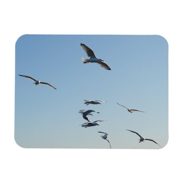 Seagulls Flying Horizontal Flexible Photo Magnet (Horizontal)