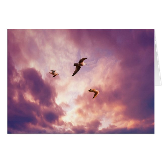Seagulls flying in a sunset sky (Front Horizontal)