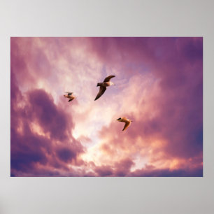 Seagulls flying in a sunset sky poster