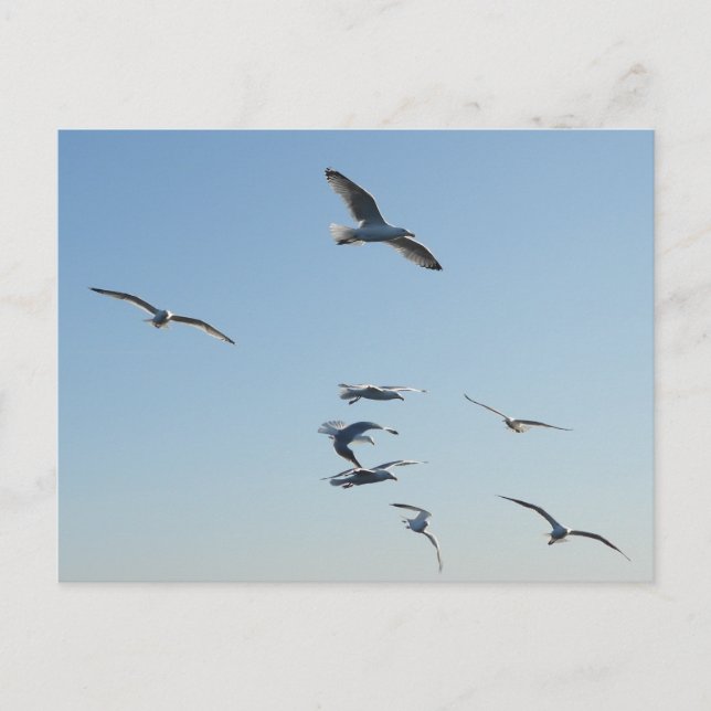 Seagulls Flying Over Ocean Coastal Wildlife Free Postcard (Front)