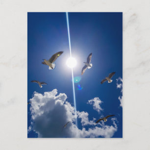 Seagulls Flying Sky Clouds Sun Postcard