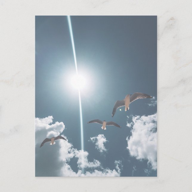 Seagulls Flying Sky Clouds Sun Postcard (Front)