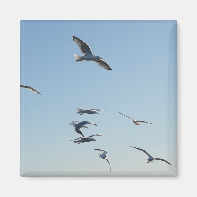 Seagulls Flying Square Magnet (Front)