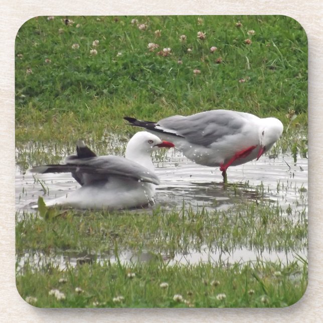 Seagulls in a Puddle Coaster (Front)