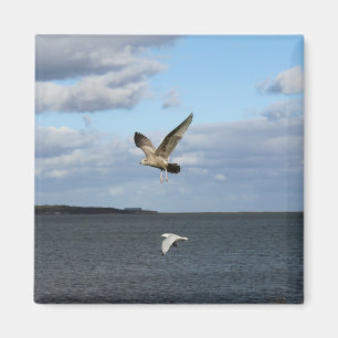 Seagulls in Flight Magnet