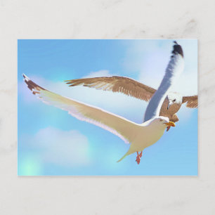 Seagulls in Flight Postcard