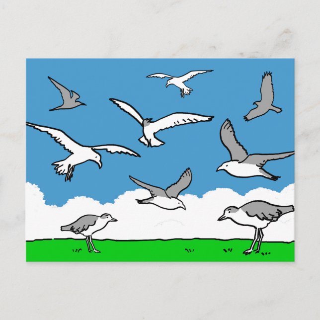 Seagulls in flight postcard (Front)