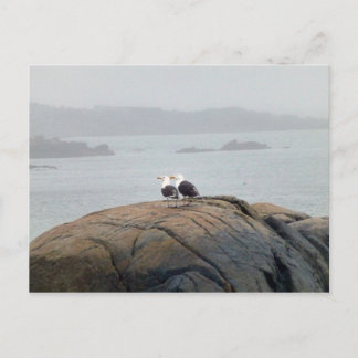 Seagulls in Kennebunkport, Maine Postcard
