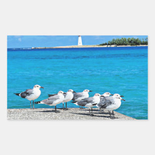 Seagulls, Nassau, Bahamas  Rectangular Sticker