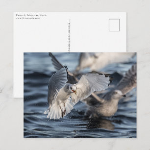 Seagulls Nature Photo Postcard