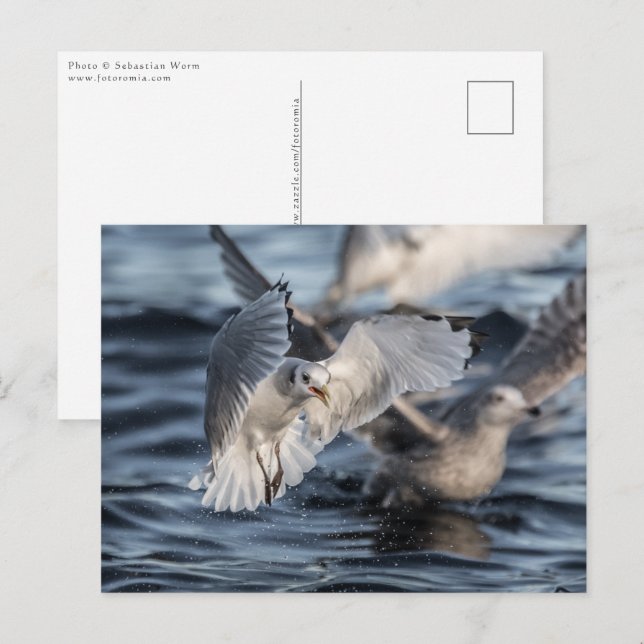 Seagulls Nature Photo Postcard (Front/Back)
