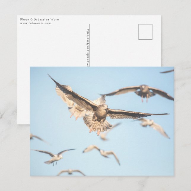Seagulls Nature Photo Postcard (Front/Back)