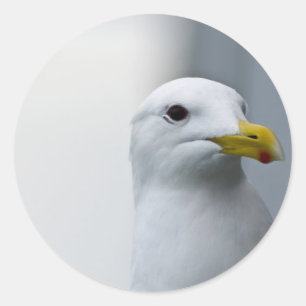 Seagulls Need Love Too Classic Round Sticker