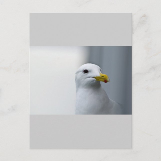 Seagulls Need Love Too Postcard (Front)