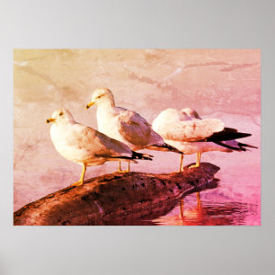 Seagulls on a Log Poster
