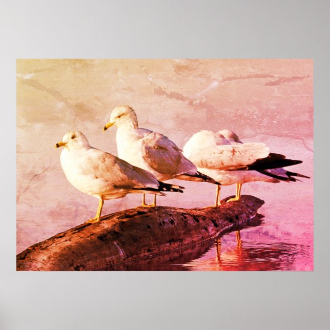 Seagulls on a Log Poster (Front)