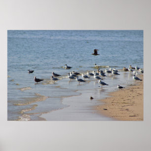 Seagulls on Beach Poster