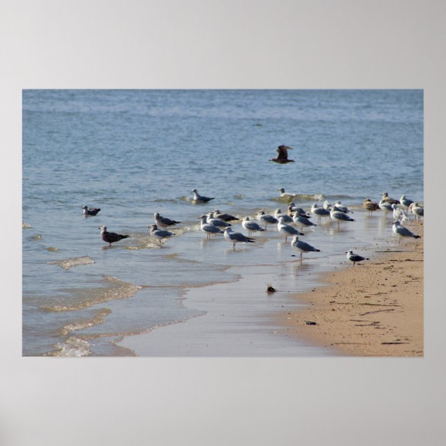 Seagulls on Beach Poster (Front)