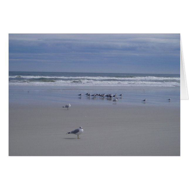 Seagulls On Parade (Front Horizontal)