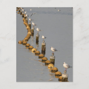 Seagulls on Poles DIY Postcard