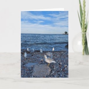 Seagulls on the Beach at Lake Ontario Card