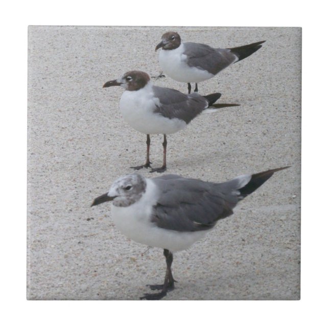 Seagulls on the Beach Ceramic Tile (Front)