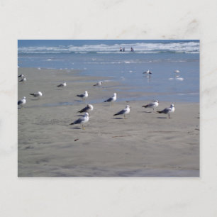 SEAGULLS ON THE BEACH POSTCARD