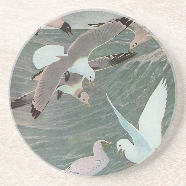 Seagulls Over Ocean Waves by Louis Agassiz Fuertes Coaster (Front)